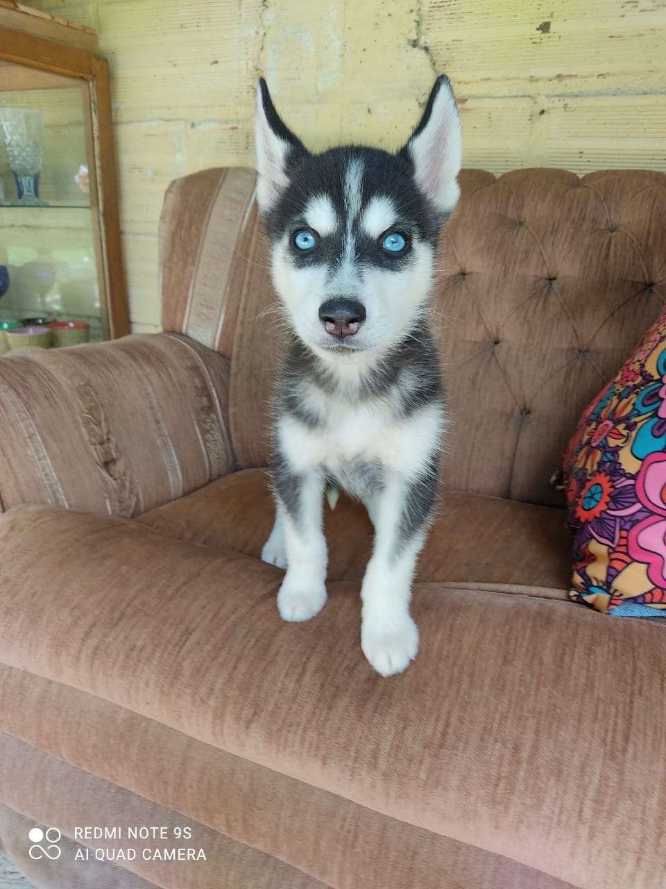 Husky manto negro 1 Husky manto negro