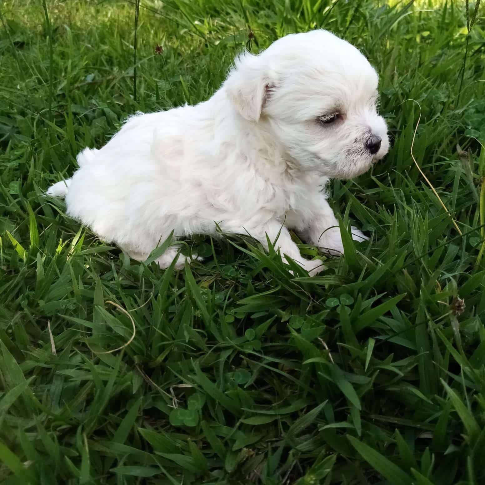 West Higland Terrier Macho 1 West Higland Terrier Macho - Image 2