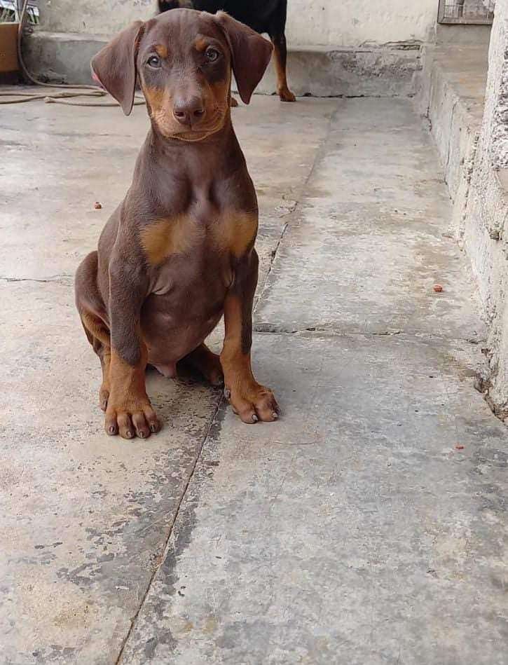 Doberman precio en Cúcuta 1 Doberman precio en Cúcuta