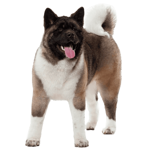 Akita americano Cachorros Medellin