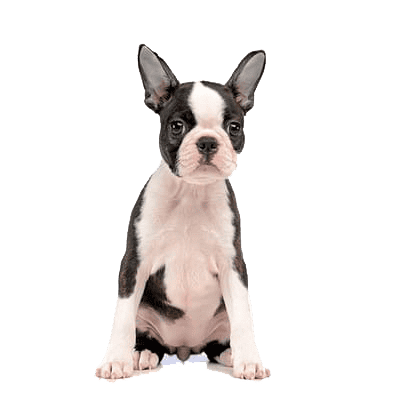 Criadero Perros de Razas Pequeñas Boston Terrier Mascotas Medellin Colombia