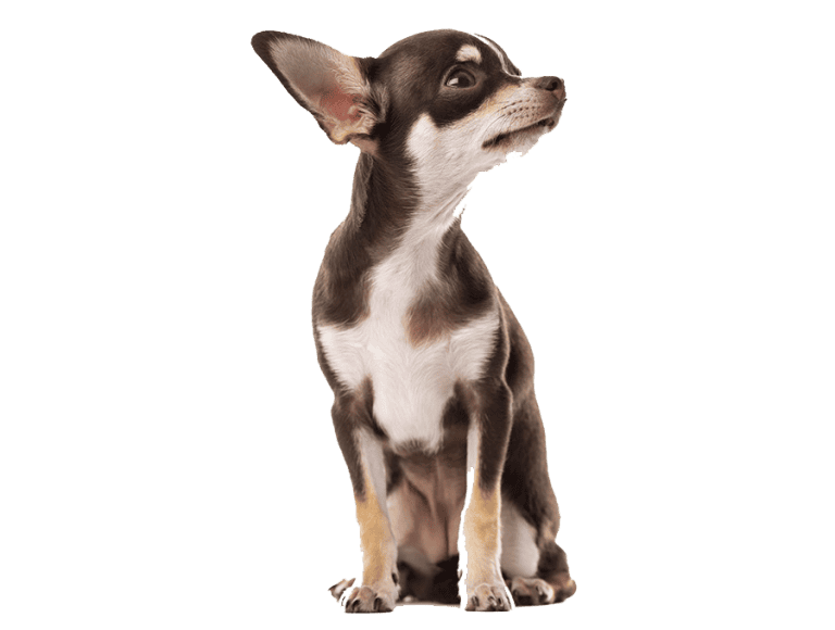 Razas mini 9 Chihuahua precio Medellin criadero