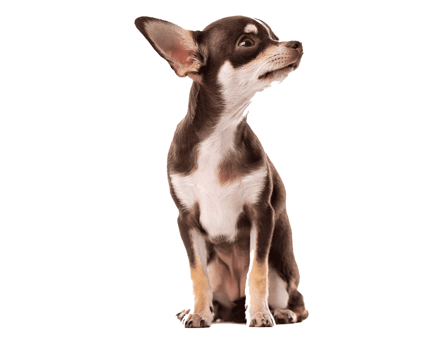 Chihuahua precio Medellin criadero