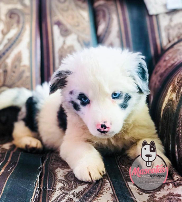 Criadero de perros en Medellin Border Collie Mascotas medellin venta de perros