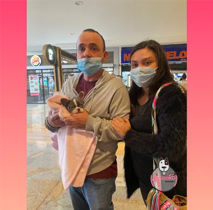 Criadero de perros en Medellin Familias Felices Mascotas Medellín Venta de perros