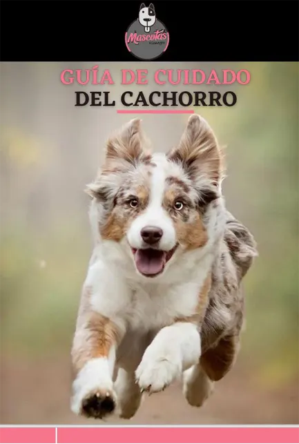 Criadero de perros en Medellin Guia de Cuidado para Perros Venta de perros