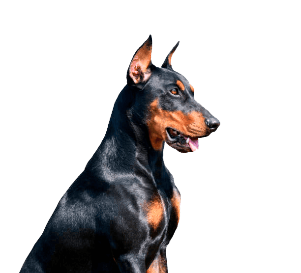 Doberman perro Cachorro Medellin