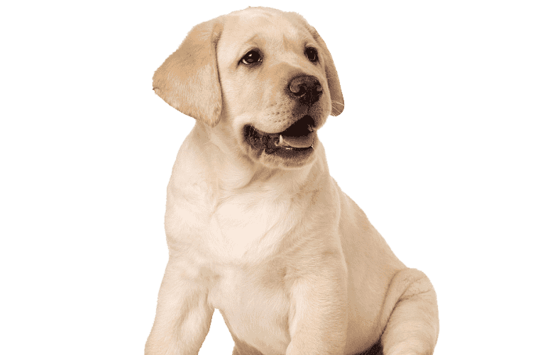 Criadero de Perros Labrador Retriever Precios