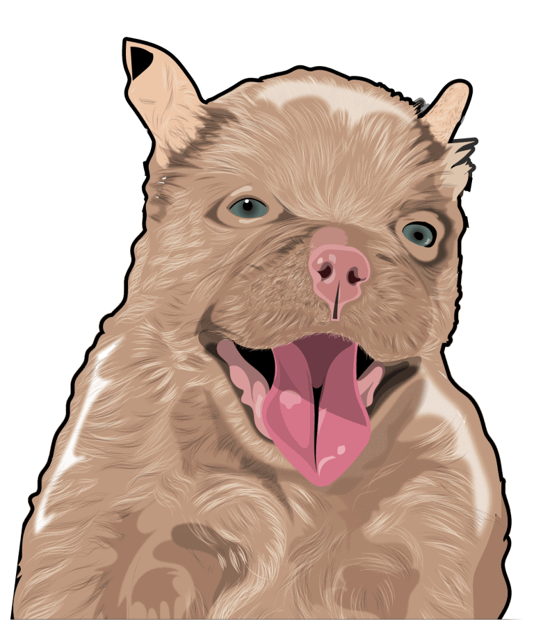 Bulldog Frances Fluffy Criadero de Perros Mascotas Medellín