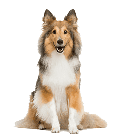 Razas Medianas 16 Pastor Shetland Cachorro