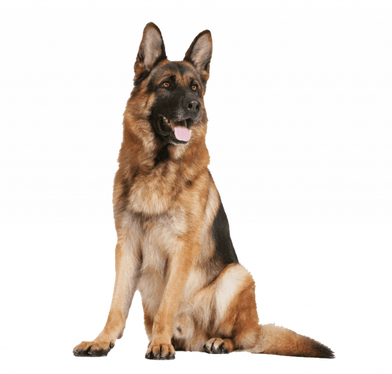 Perro Pastor Aleman Cachorro