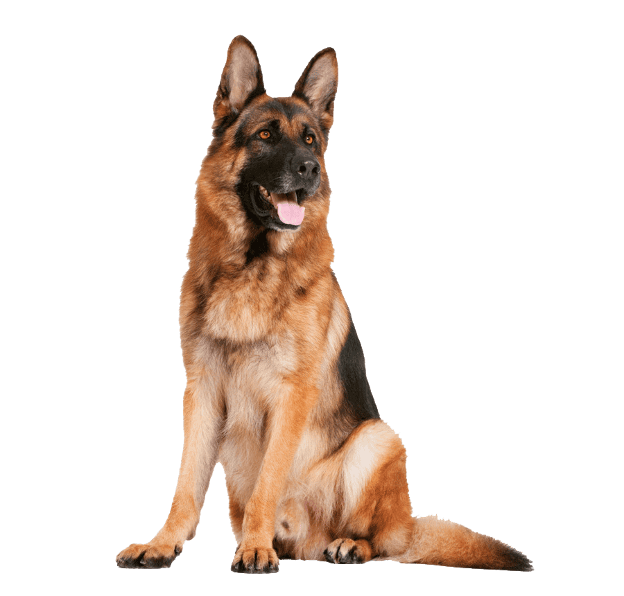 Perro Pastor Aleman Cachorro