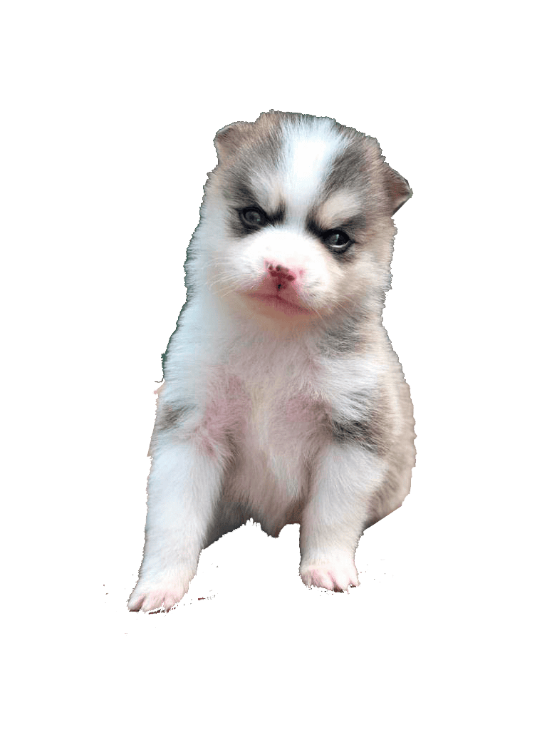 Razas Medianas 10 Perro Pomsky Cachorros