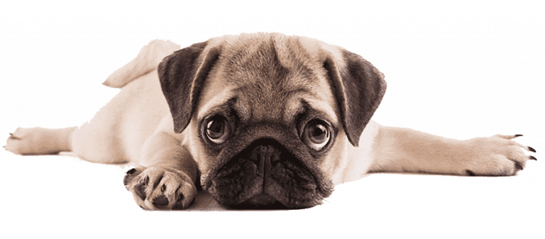 Criadero Perros de Razas Pequeñas Pug Mascotas Medellin Colombia