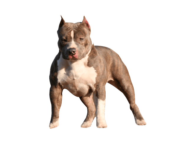 Pitbull cachorro perro