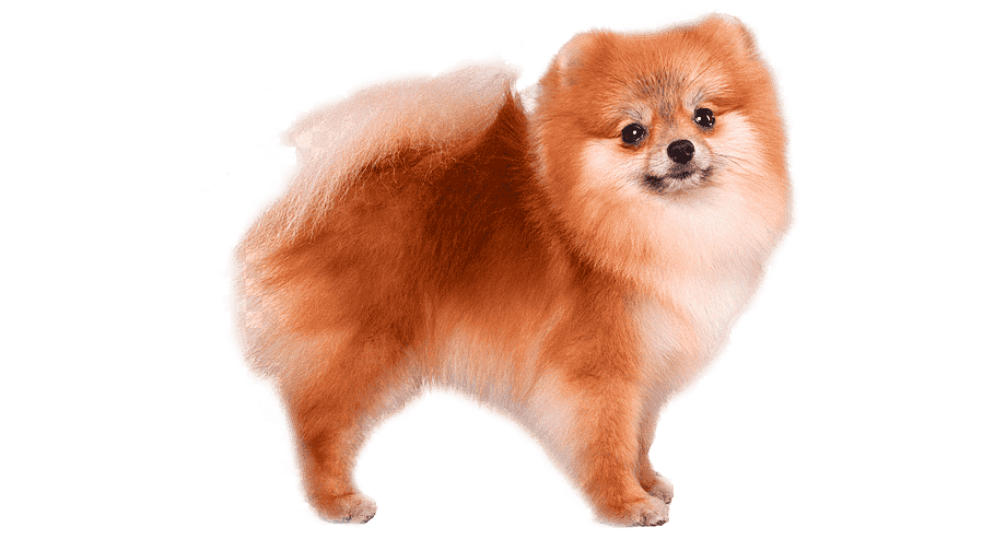 Pomernia Cachorro criadero