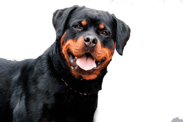 Rottweiler Precio, Criadero Rottweiler medellin Colombia