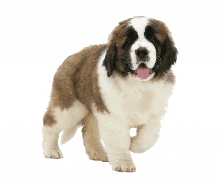 Criadero De Perros San Bernardo