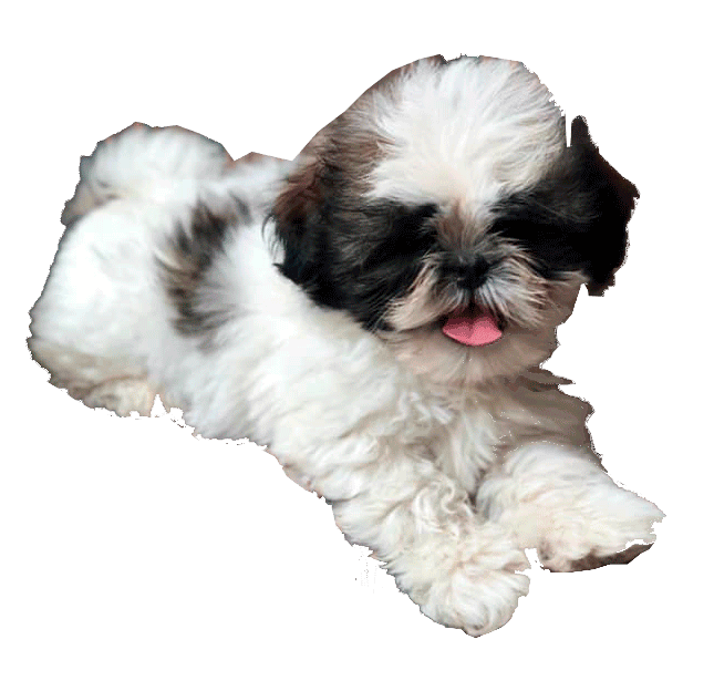 Razas mini 11 Shitzu Criadero Medellin precio de venta