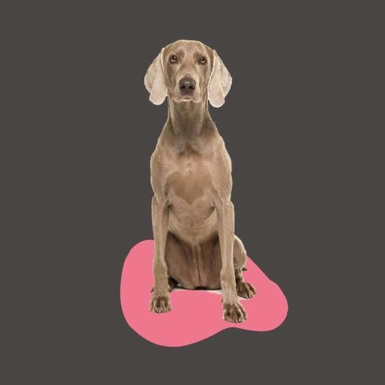 weimaraner-Cachorros-Mascotas-Medellin Rionegro