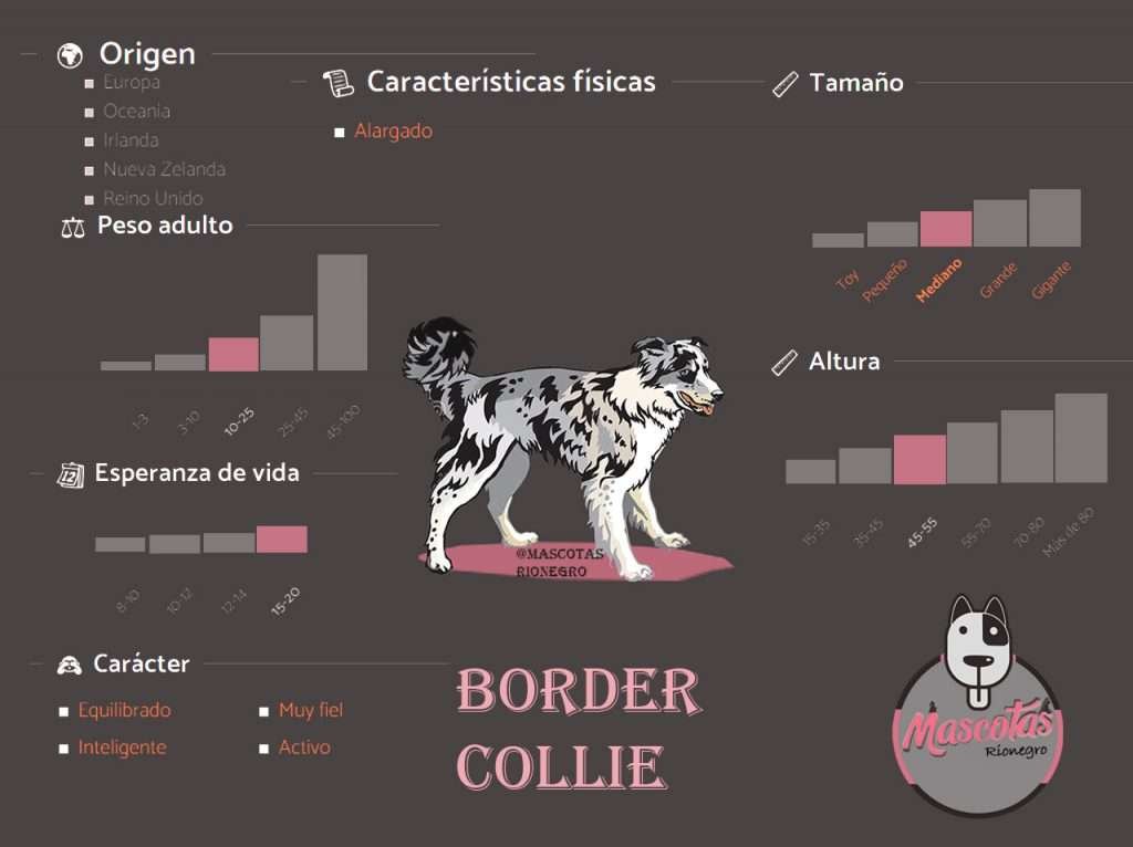 Ficha Criadero Border Collie Mascotas Medellin