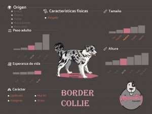 Ficha Criadero Border Collie Mascotas Medellin