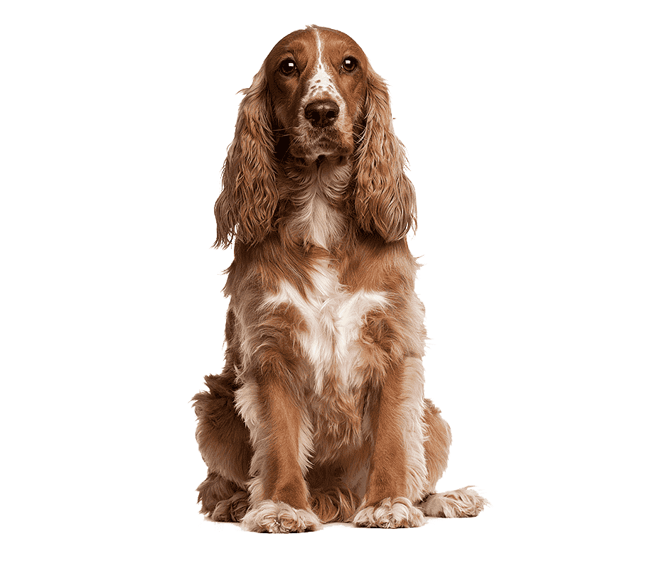 Cocker Spaniel Mascotas Medellin