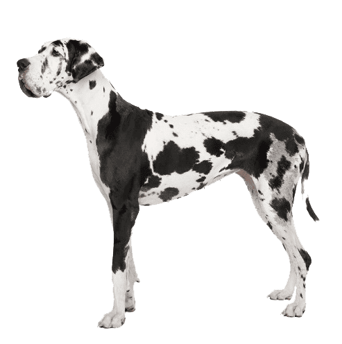 gran danes mascotas medellin 1