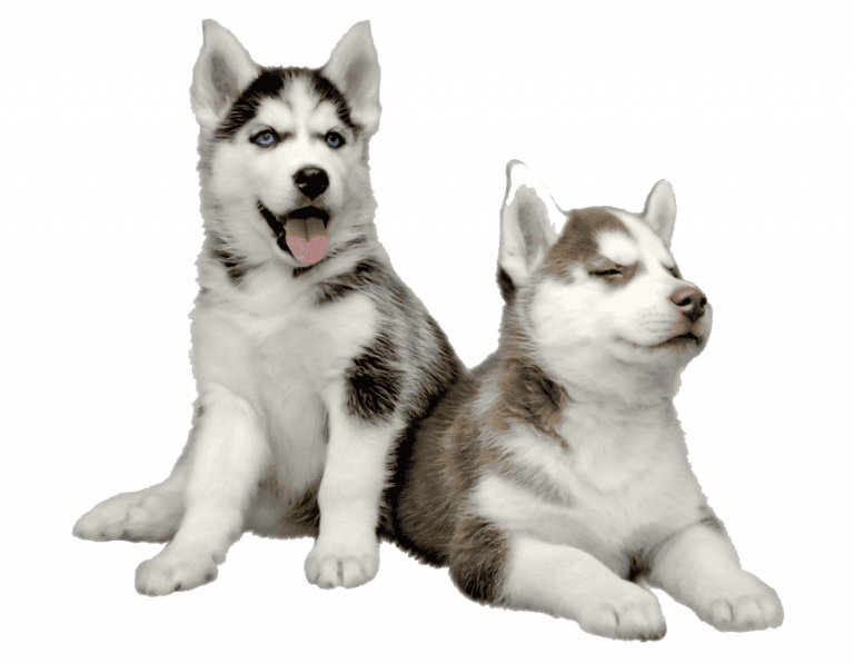 Criadero Husky Lobo Siberiano Mascotas Medellin