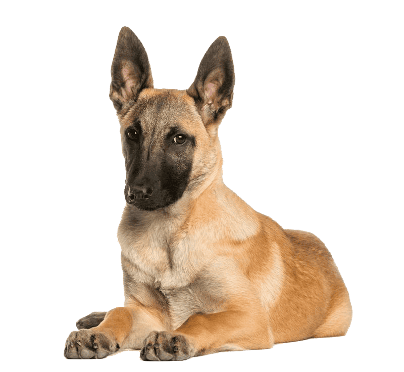 Pastor Belga Medellin Colombia