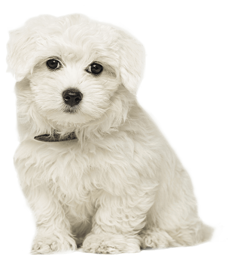 Razas mini 13 perro Maltes Cachorro 1