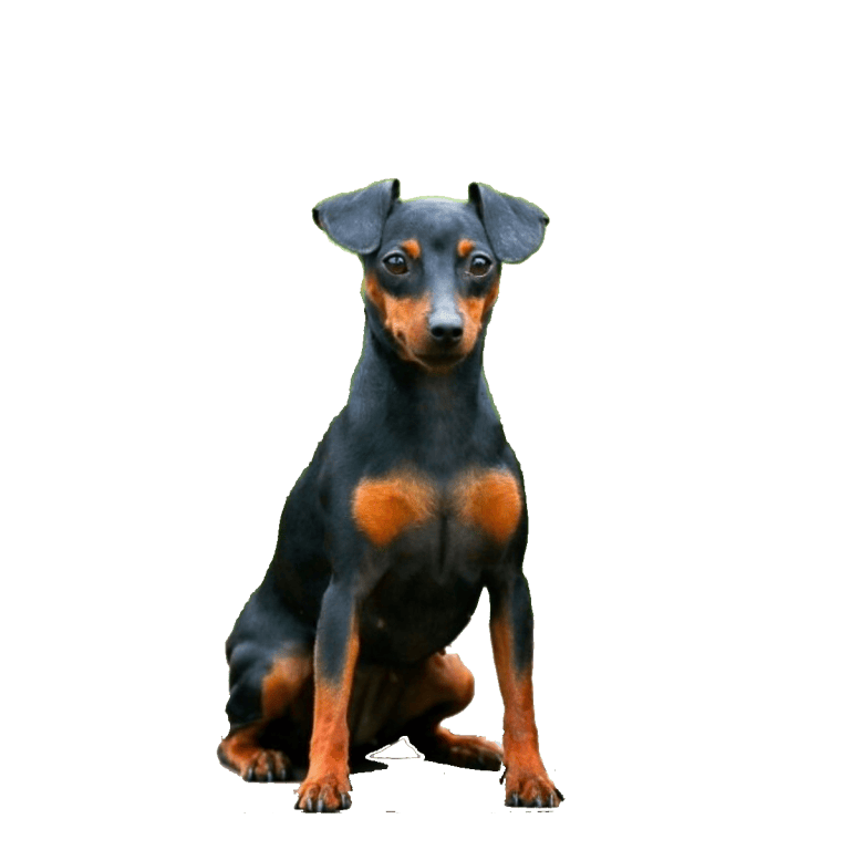 Razas mini 14 perros pinscher Miniatura 1