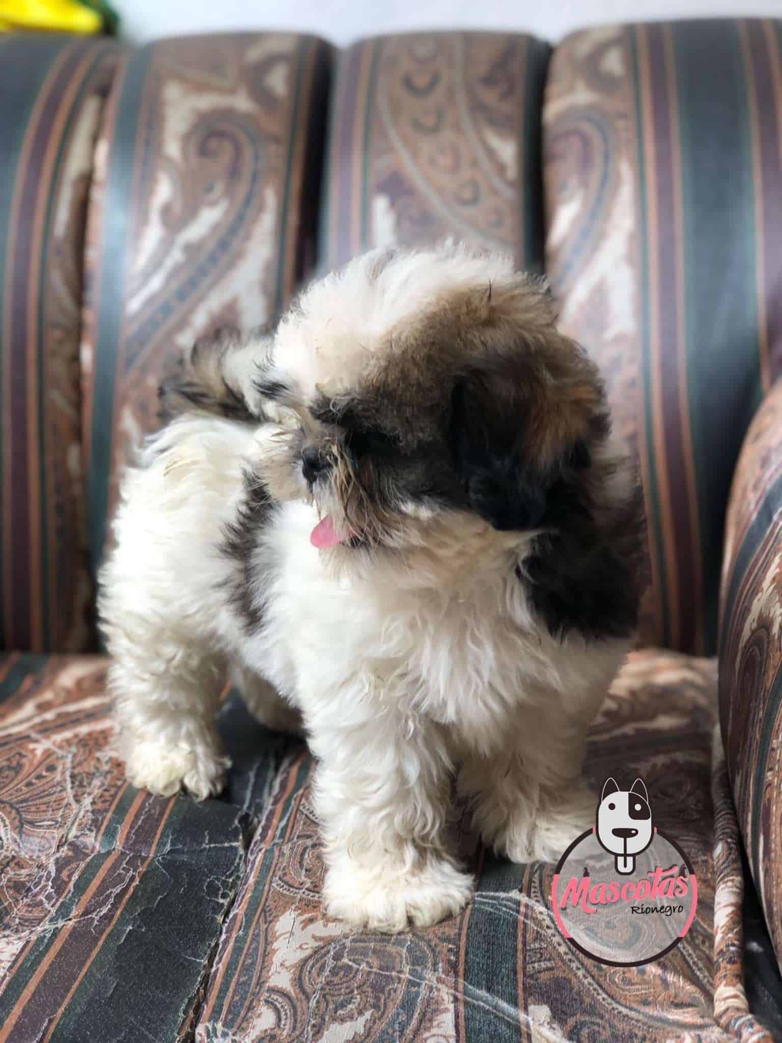 Shitzu Macho 2 Shitzu Macho - Image 3