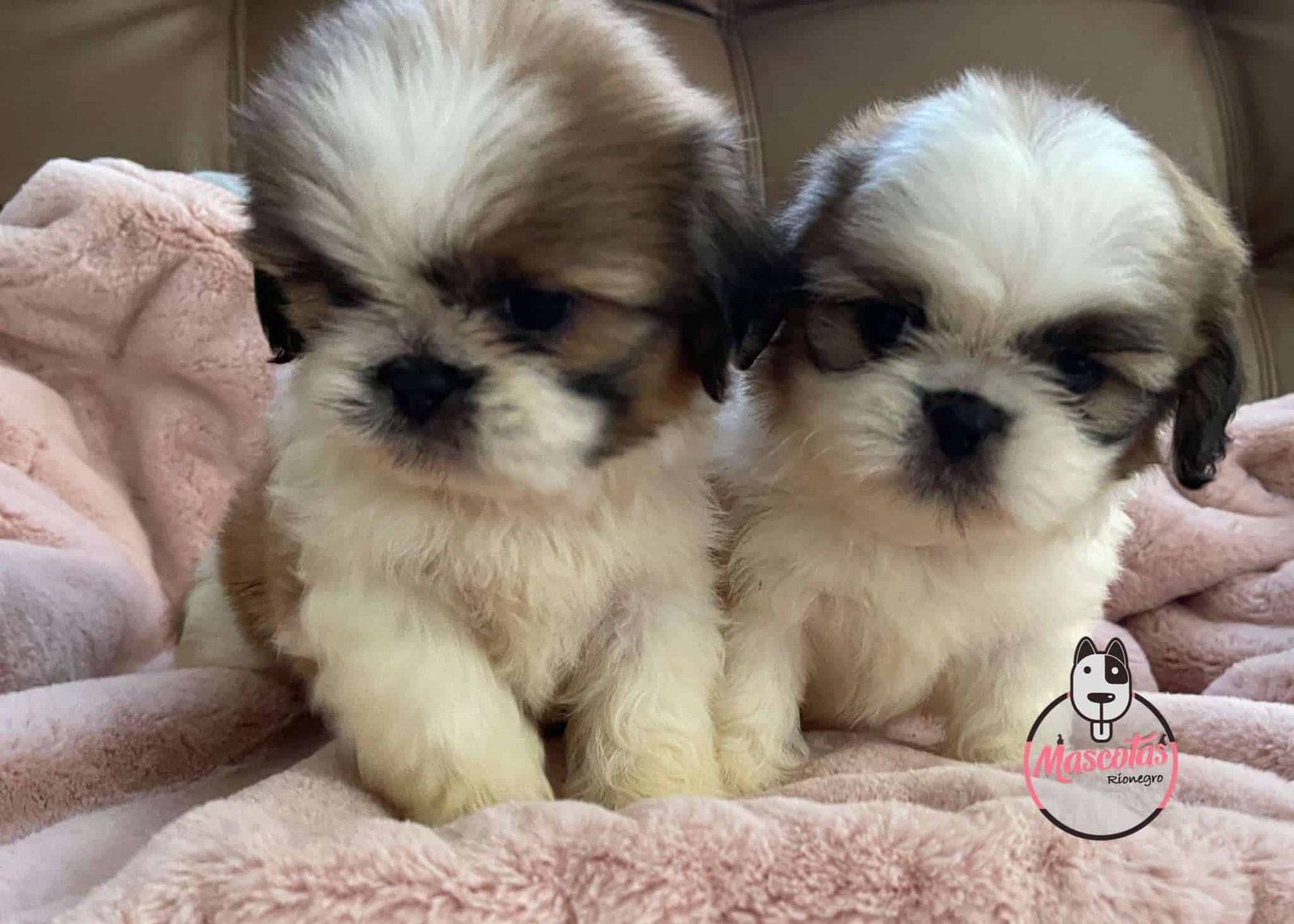 Shitzu Hembras 1 Shitzu Hembras - Image 2