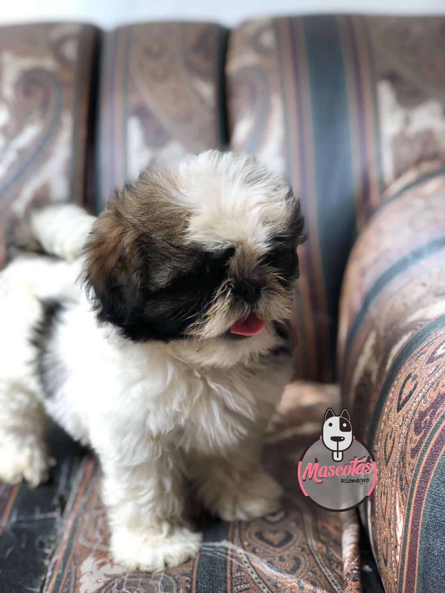 Shitzu Macho 1 Shitzu Macho - Image 2