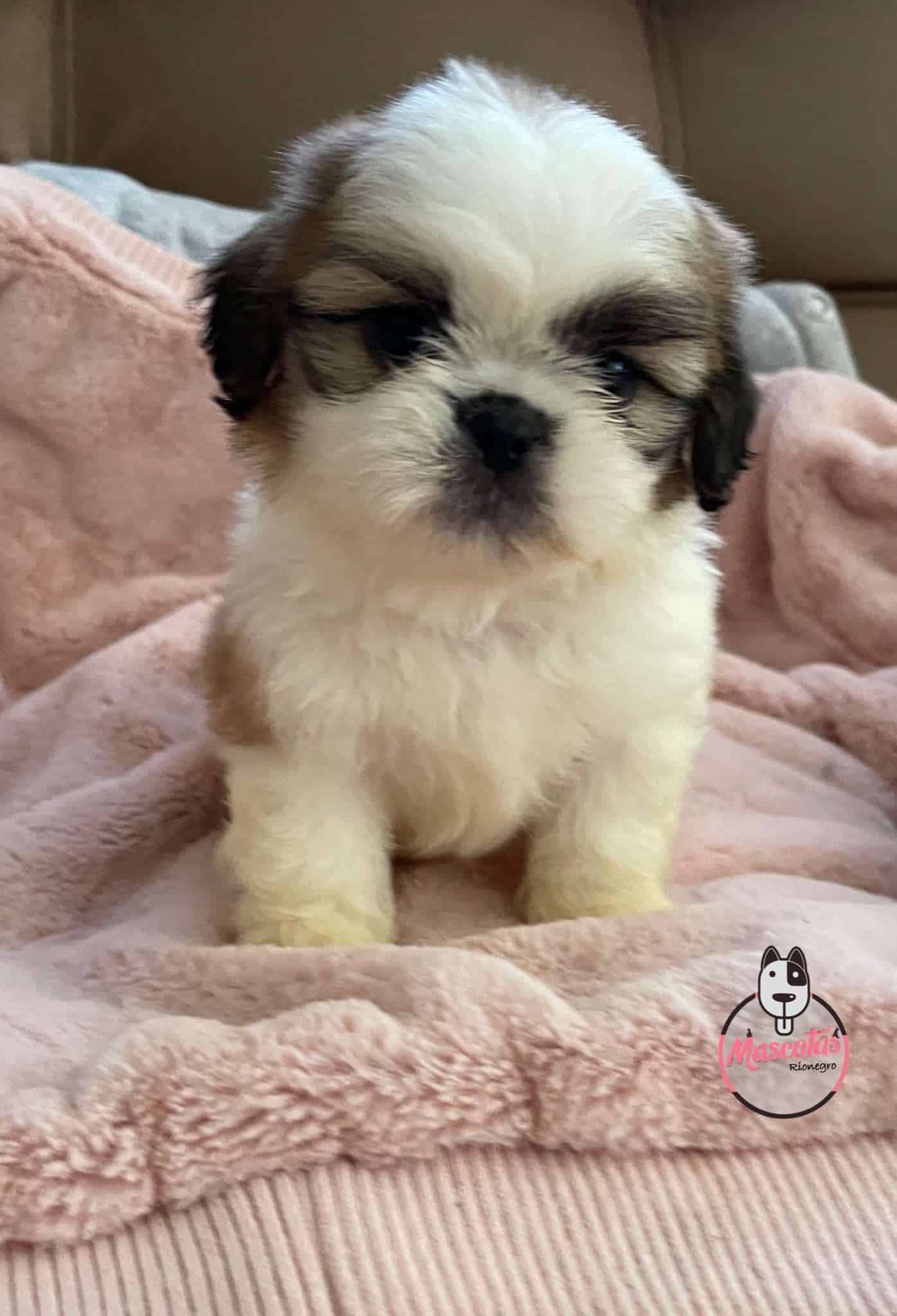 Shitzu Hembras 2 Shitzu Hembras - Image 3