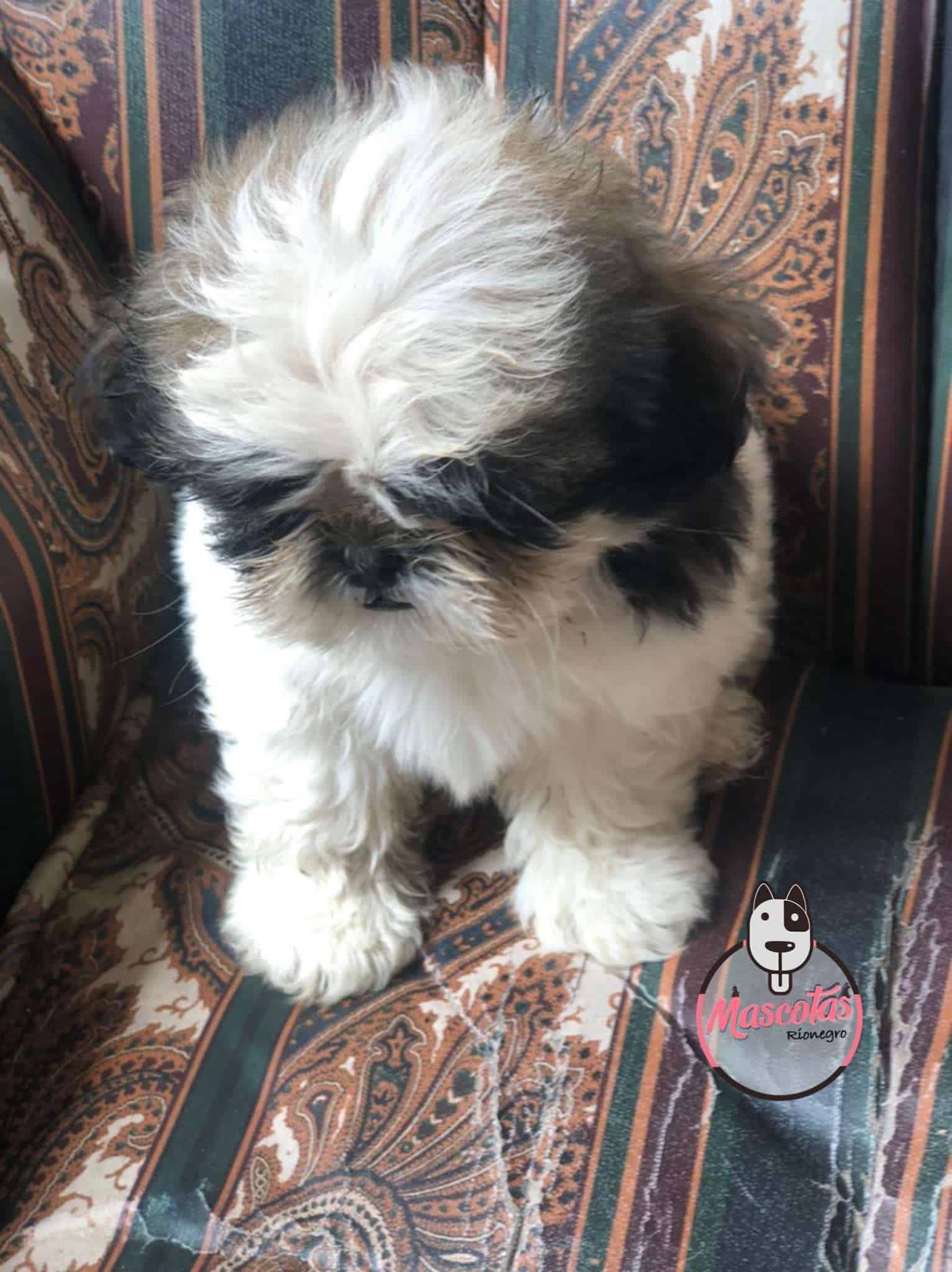 Shitzu Macho 3 Shitzu Macho - Image 4