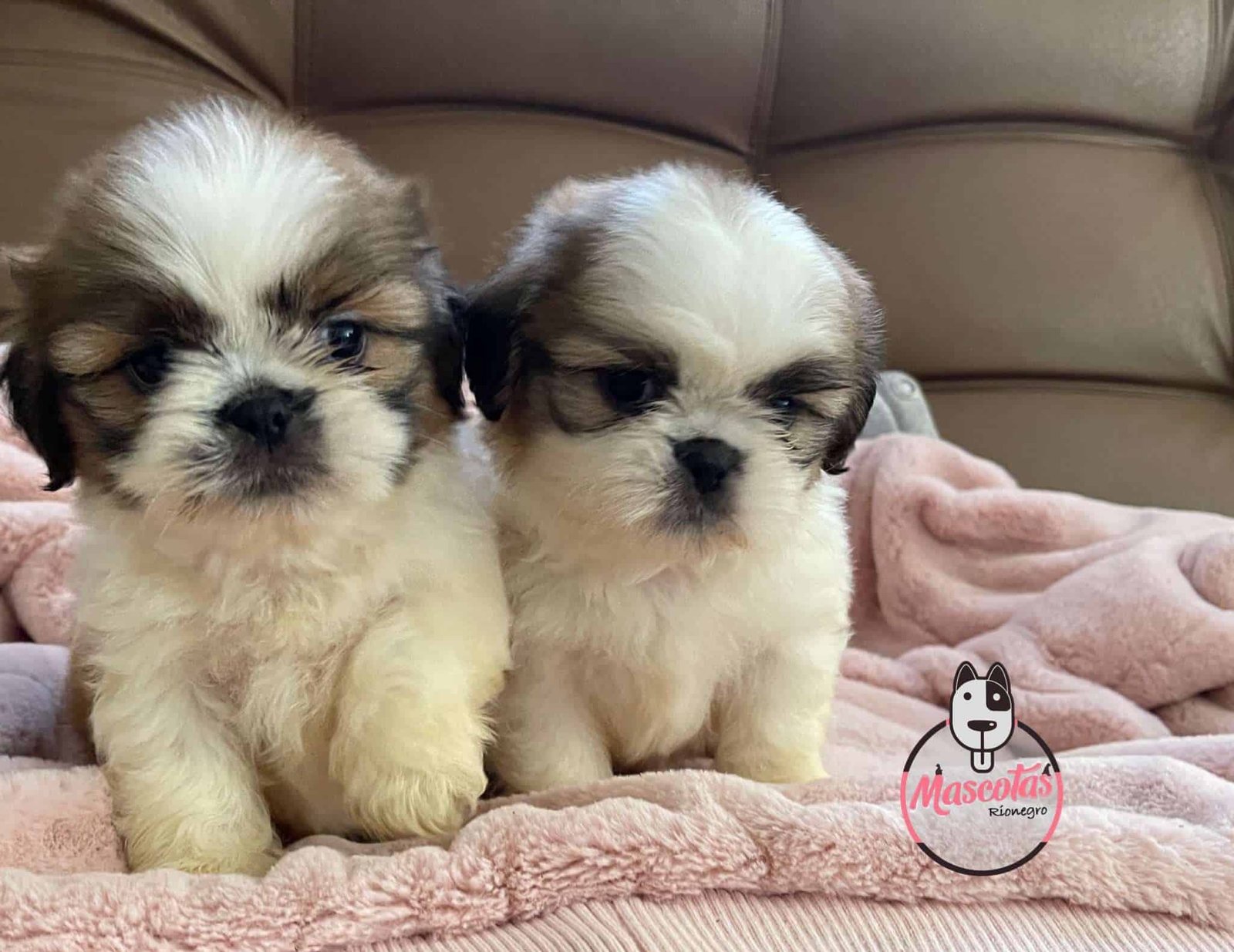 Shitzu Hembras 3 Shitzu Hembras - Image 4