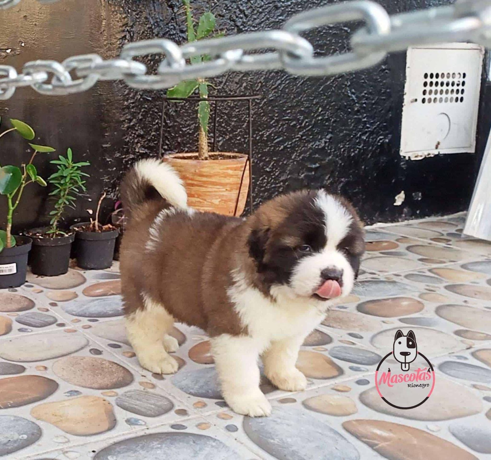 San Bernardo Macho 1 San Bernardo Macho - Image 2