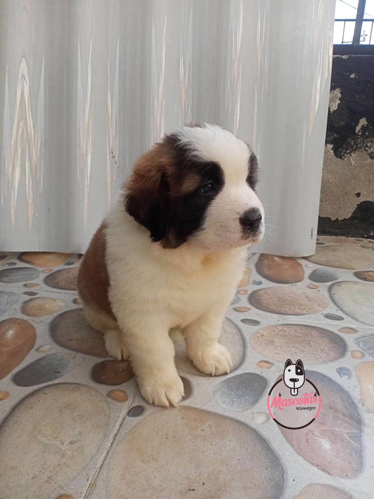 San Bernardo Macho 2 San Bernardo Macho - Image 3