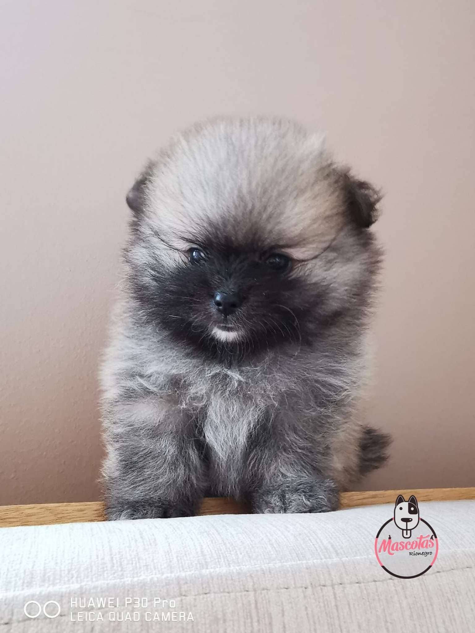 Pomerania Ruso Macho 2 Pomerania Ruso Macho - Image 3