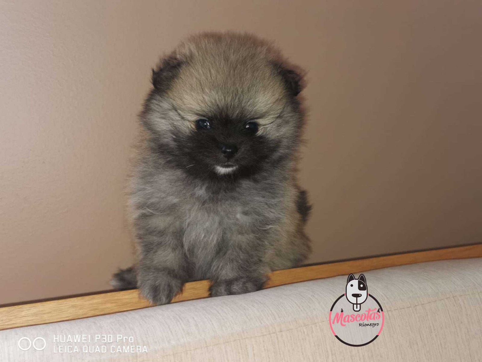 Pomerania Ruso Macho 3 Pomerania Ruso Macho - Image 4