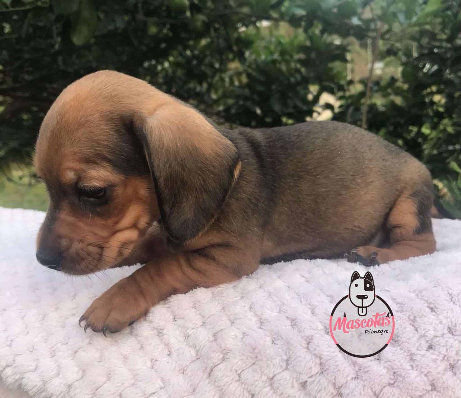 Teckel 1 Teckel - Image 2