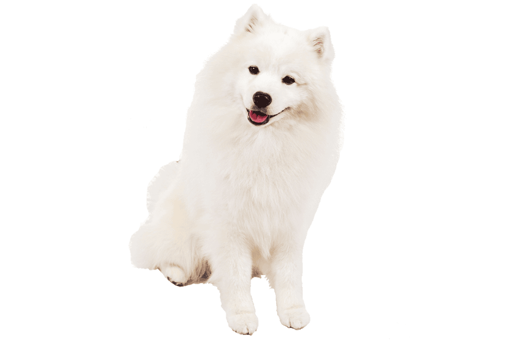 Criadero de Perros Samoyedo precio Mascotas Medellin