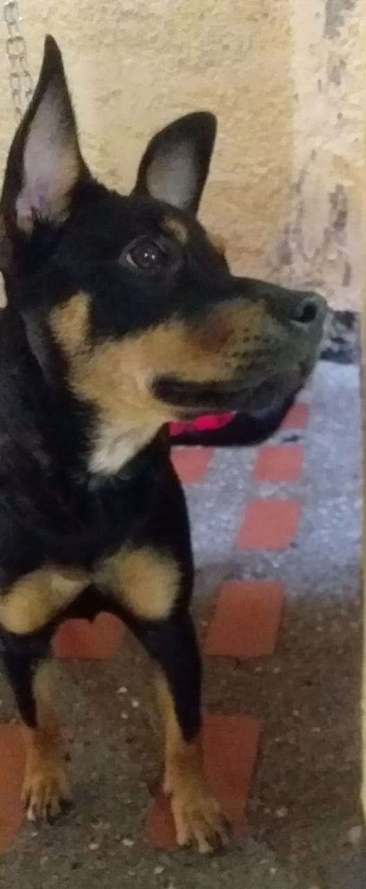 Zafira 3 Zafira - Image 4