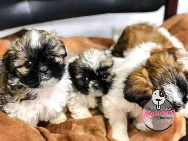 Shih tzu precio en mascotas medellin Criadero de perros Shih tzu en medellin