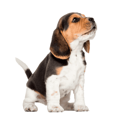 Razas Medianas 12 Beagle Mascotas Medellin Colombia