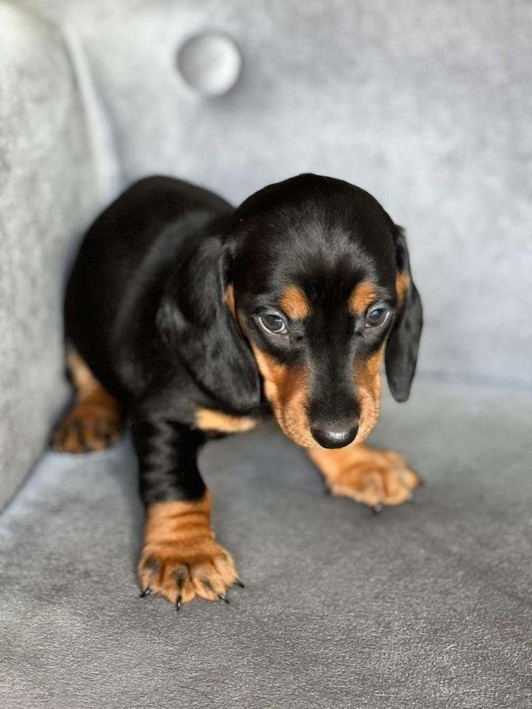 Dachshund Mini Teckel​