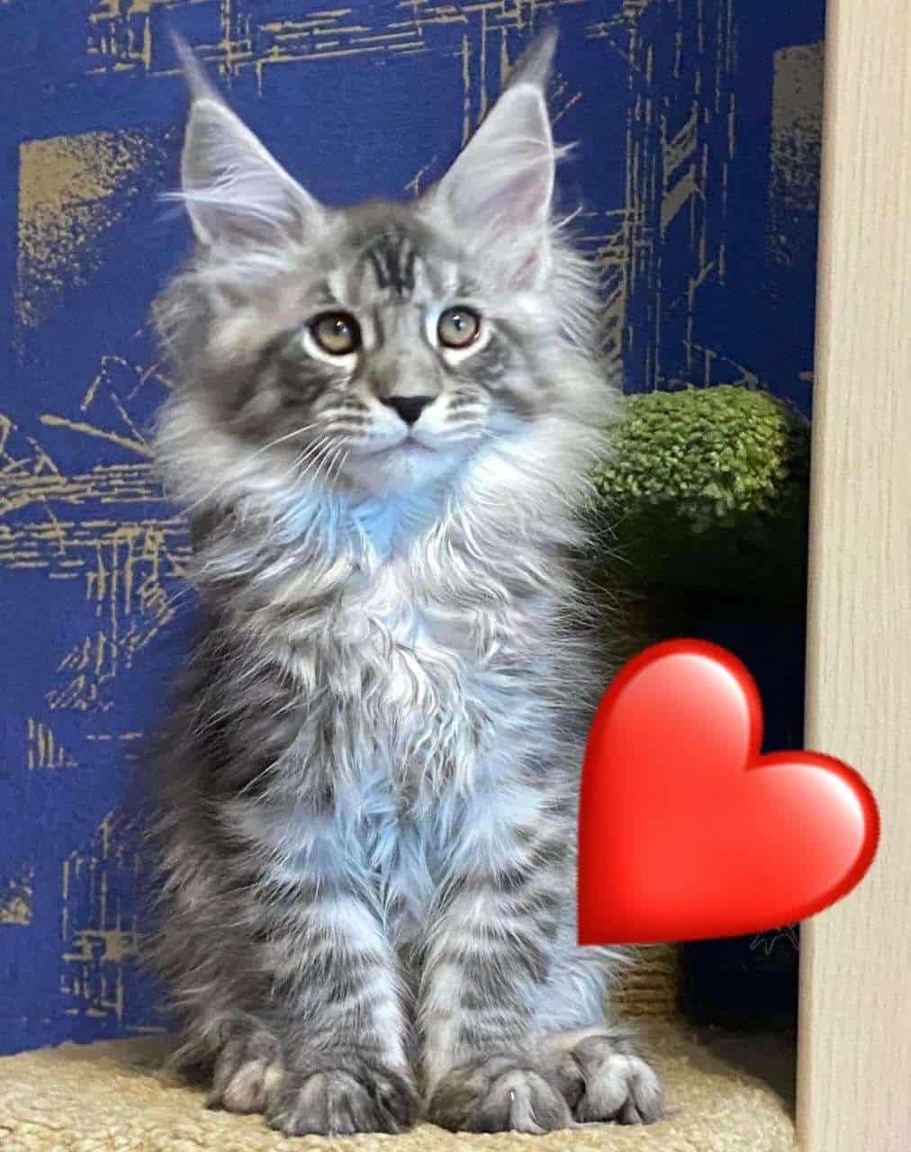 Maine Coone con Registro TICA 4 Maine Coone con Registro TICA - Image 5