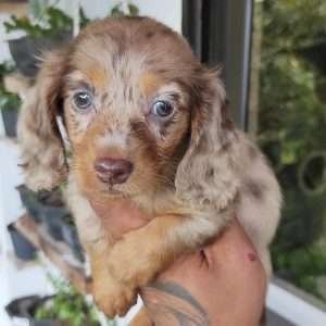 Criadero de Perros Salchicha Teckel Precios